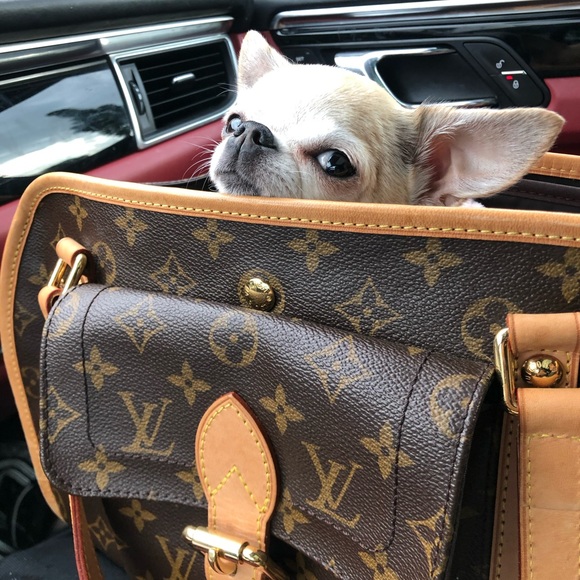 Meet your Poshers, Abby + Porsche ❤️ 🐶 - Picture 9 of 9